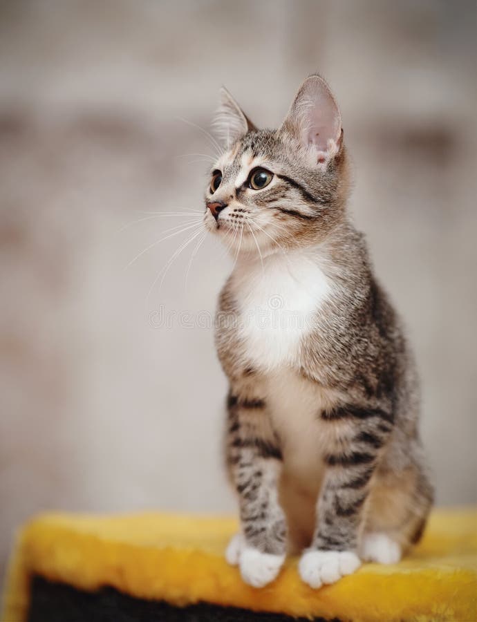 The Young Striped Cat with White Paws Sits Stock Photo Image of claw