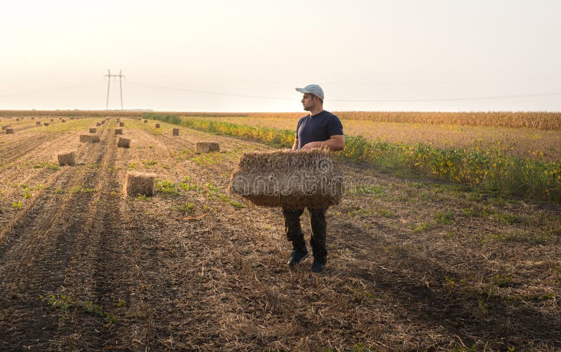 Young and strong farmer throw hay bales in a tractor trailer - b stock images Young and strong farmer throw hay bales in a tractor trailer - b stock images
