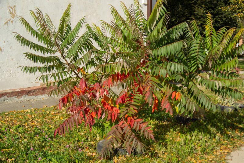 Young Sumac Tree with Reddening Leaves at the Bottom Stock Photo