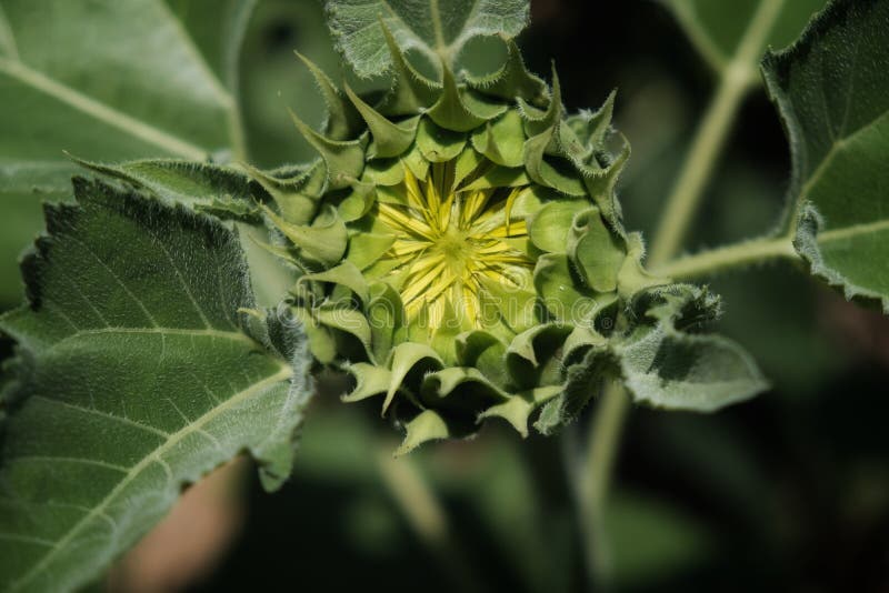 Young Sunflower before Blooming and Green Leaves Stock Image Image of