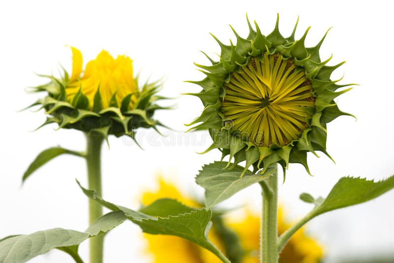 Young sunflower close up. stock image. Image of bouquet 49135323