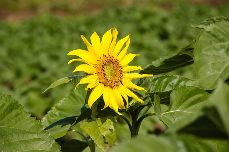 Young Sunflower in the Field Stock Photo Image of perspective, nature