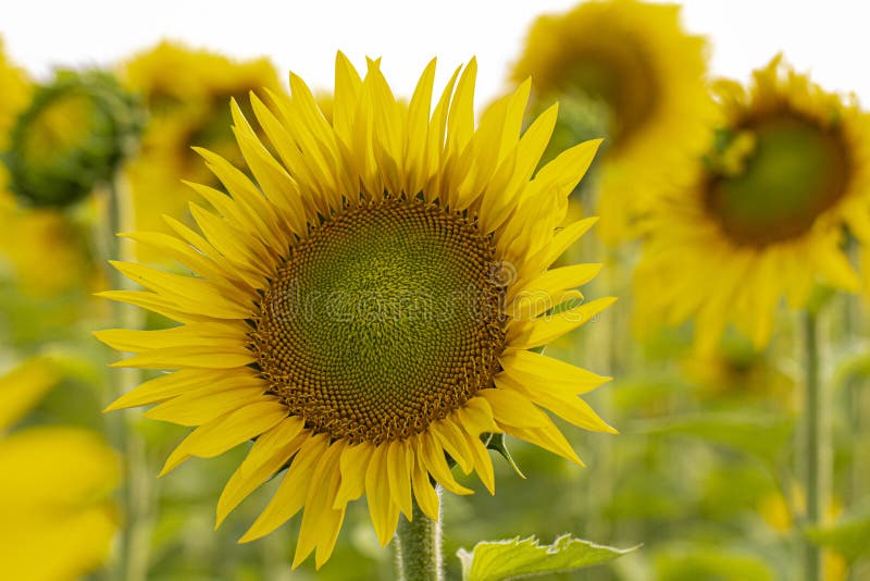 Young Sunflower Flower Close Up, Soft Focus Stock Photo Image of