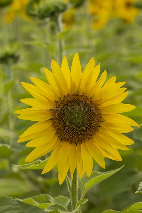 Young Sunflower Flower Close Up, Soft Focus Stock Photo Image of