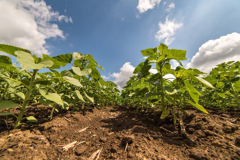 Young sunflower plants stock photo. Image of field, leaf 72705752