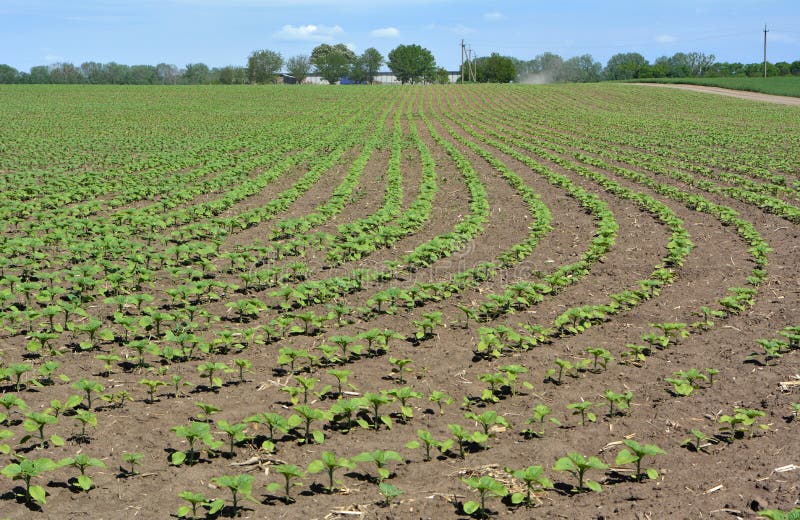 Young Sunflower Using Herbicides is Protected from Weeds Stock Image Image of fertilizer, land