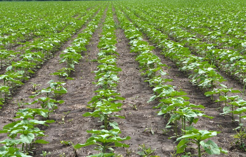Young Sunflower Using Herbicides is Protected from Weeds Stock Image