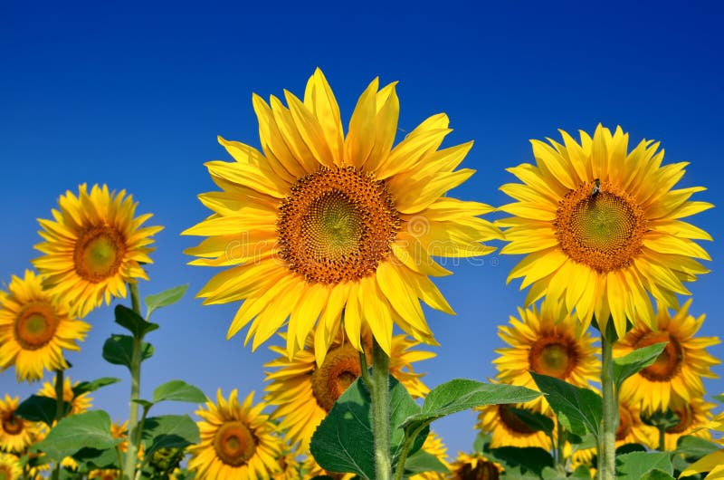Young Sunflowers Bloom in Field Against a Blue Sky Stock Image Image