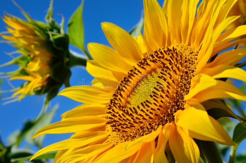 Young Sunflowers Bloom in Field Against a Blue Sky Stock Photo Image