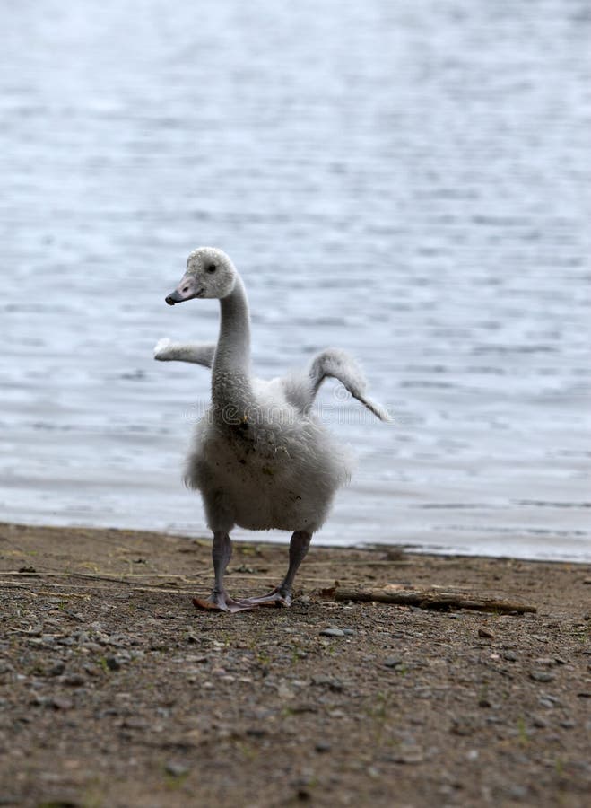 The young swan on the bank of the lake royalty free stock image The young swan on the bank of the lake royalty free stock image