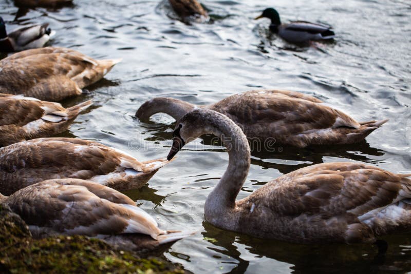 Young Swans in the English Garden in Munich Stock Photo Image of baby
