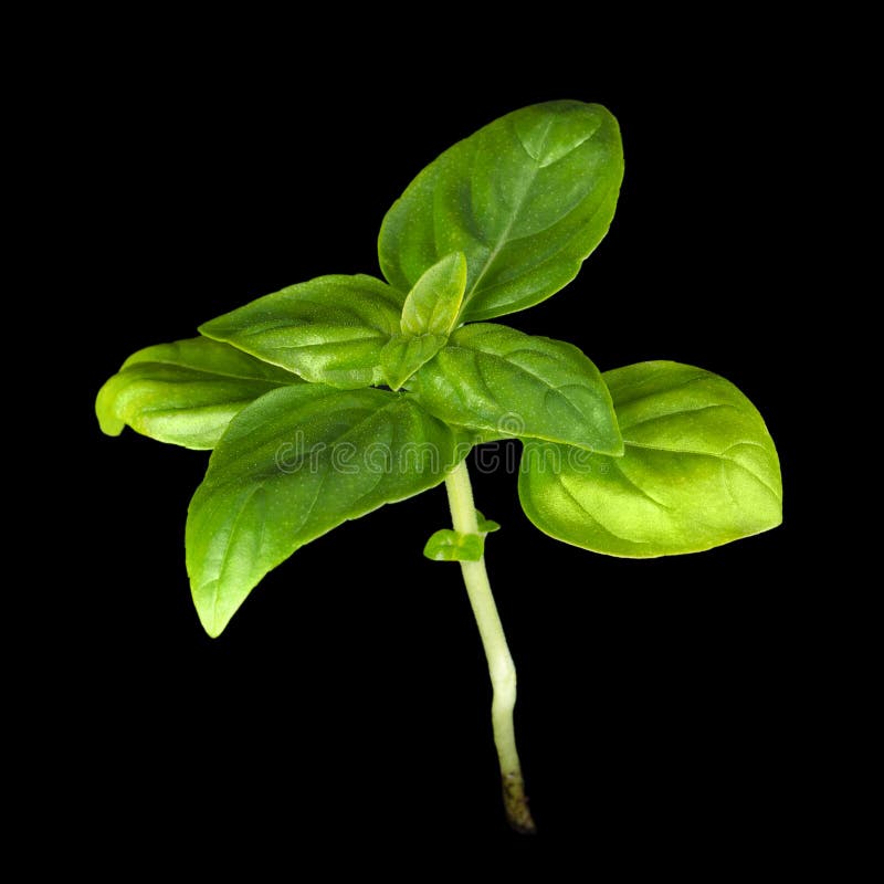Young Sweet Basil Plant stock photo. Image of green, basilicum 56493792
