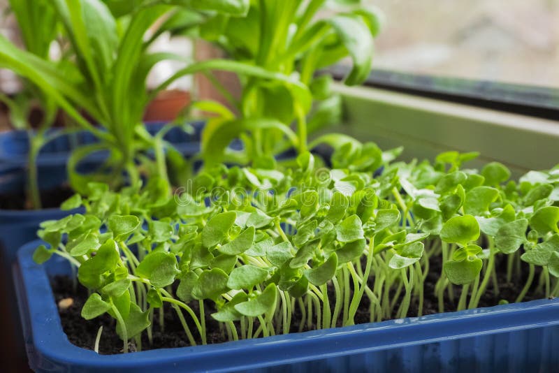 Young Sweet Basil Plants Sprouting in Spring. Stock Image Image of