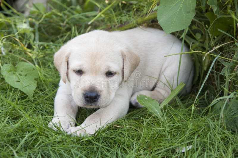 Young sweet labrador puppy stock image. Image of beautiful 78197481