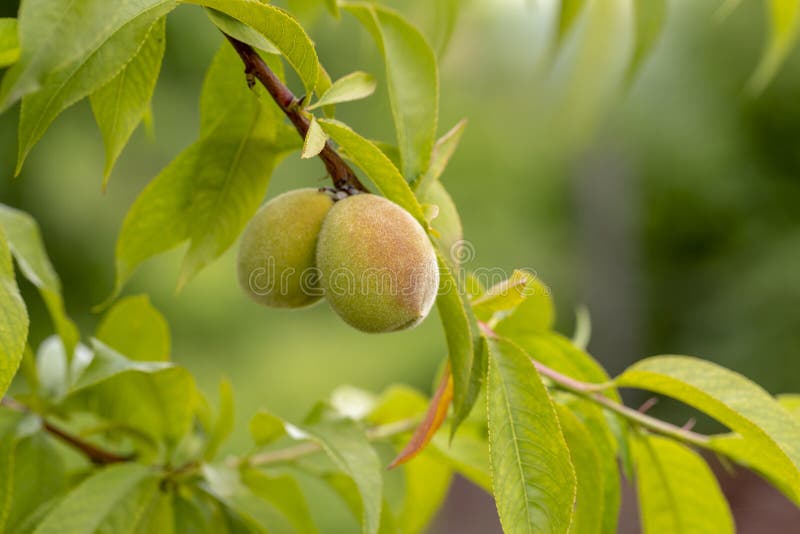 Young Sweet Peaches Growing on a Peach Tree Stock Photo Image of food