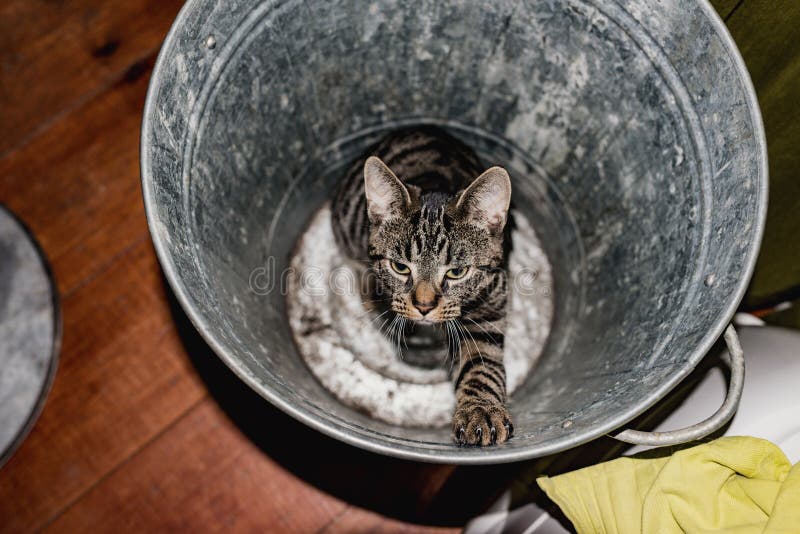 Young Tabby Cat Sitting in Empty Garbage Bin. Stock Photo Image of