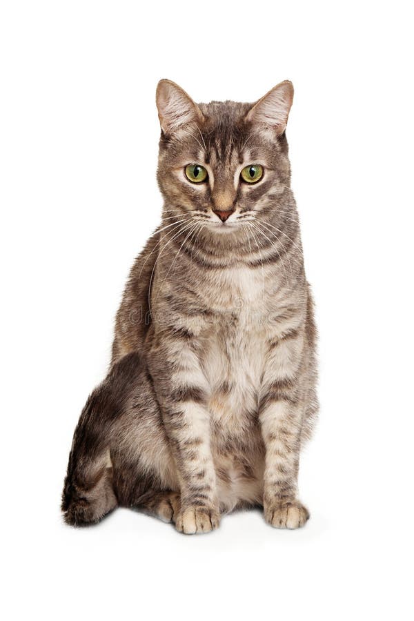 Young Tabby Cat  Sitting  Looking Down Stock Image  Image  