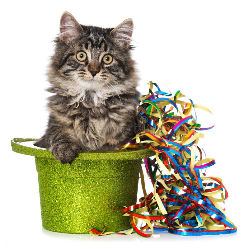 Young tabby cat with streamers sitting in a hat white background