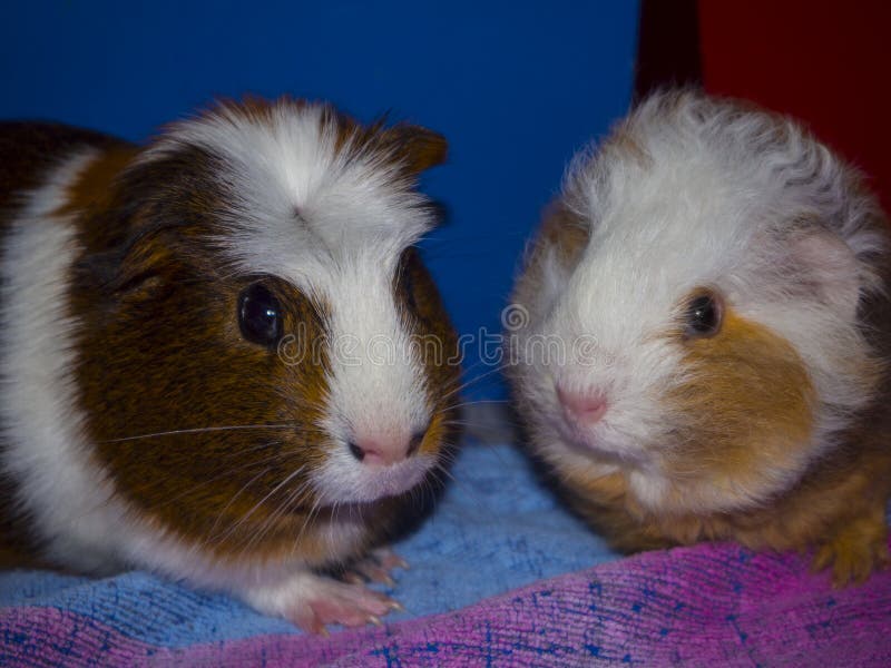 Two Young Guinea Pig on blanket stock photos Two Young Guinea Pig on blanket stock photos