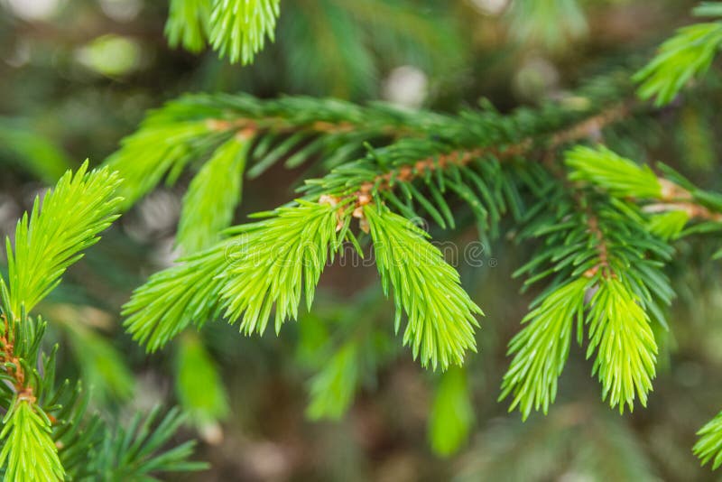 Young Tender Shoots of a Christmas Tree. a Branch of a Christmas Tree
