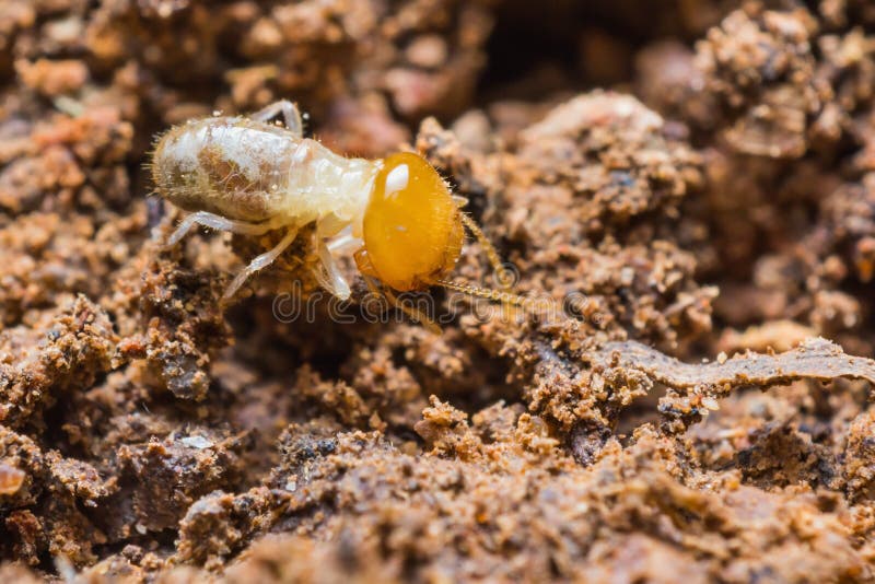 Young termite