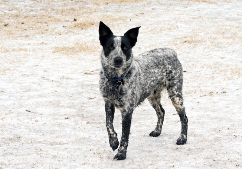Cattle Dog Spotted White Stock Photos Free Royalty Free Stock
