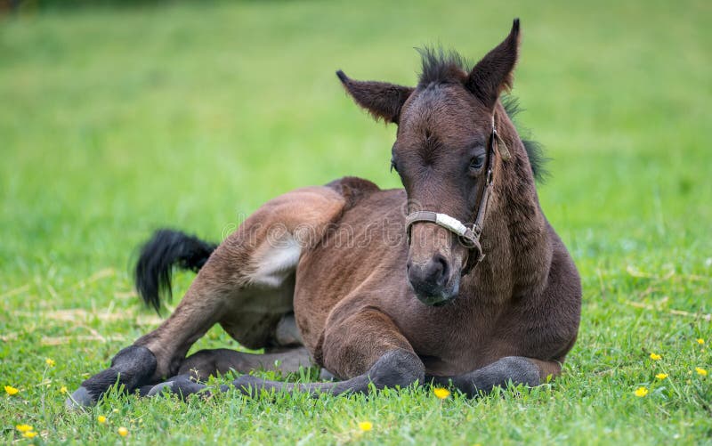 Young Thoroughbred horse resting in the grass