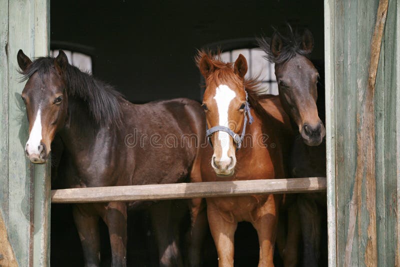 Young thoroughbred horses in the stable