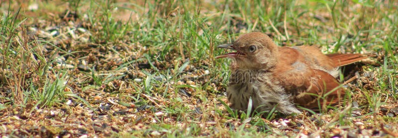 Young Thrasher bird stock image. Image of immature, carolina - 76303525