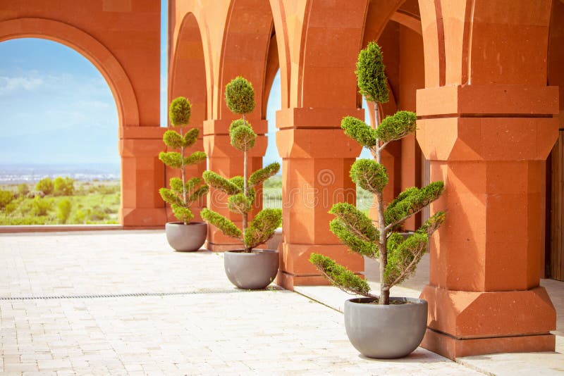 thuja trees in pots subjected to bonsai or topiary art in the park. The concept of landscaping and territory improvement