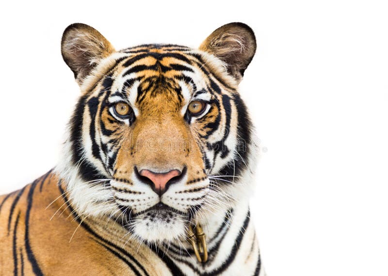 Tiger Images | Free HD Backgrounds, PNGs, Vectors & Illustrations - rawpixel