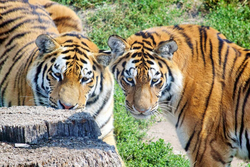 Young Tigers Staring Panthera Tigris Altaica royalty free stock image Young Tigers Staring Panthera Tigris Altaica royalty free stock image