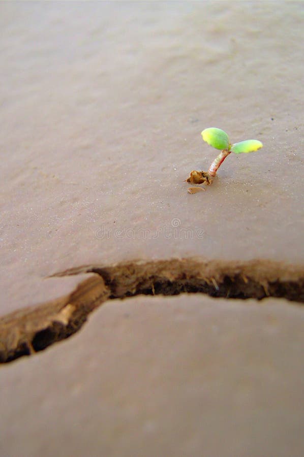 Young tiny plant stock photo. Image of details, detail 2832448