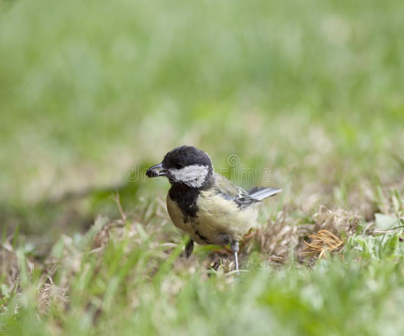 Young Tit (Parus major)