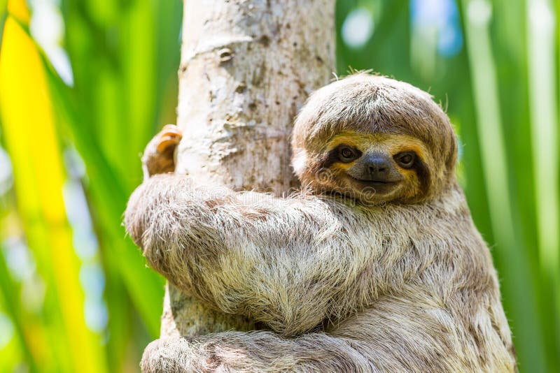 3 bradipo tridattilo (Bradypus variegatus) trovato nell'amazzonia peruviana zona del fiume.