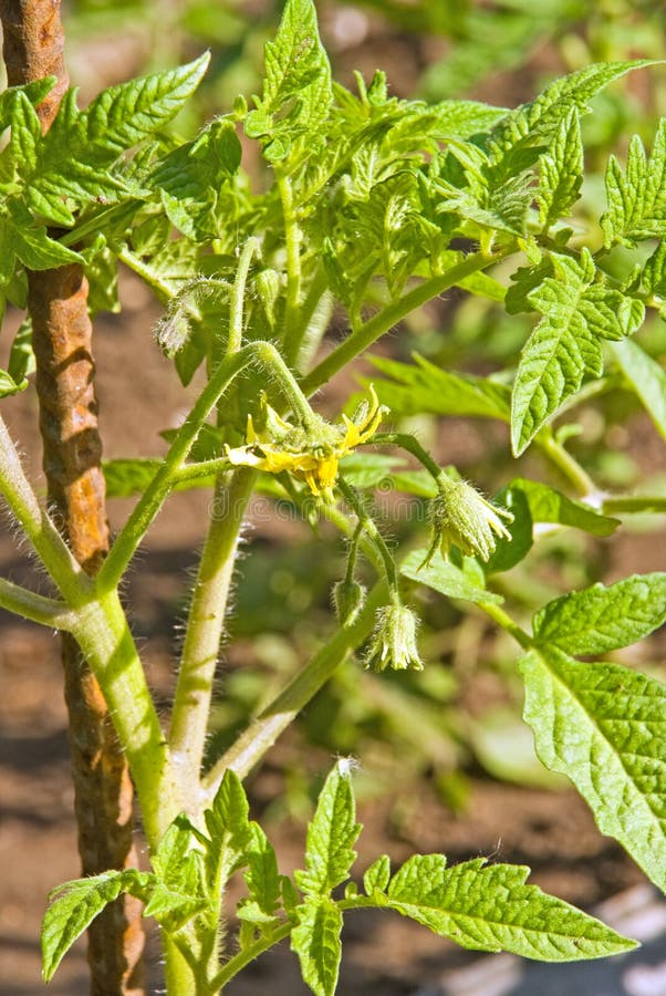 Young tomato