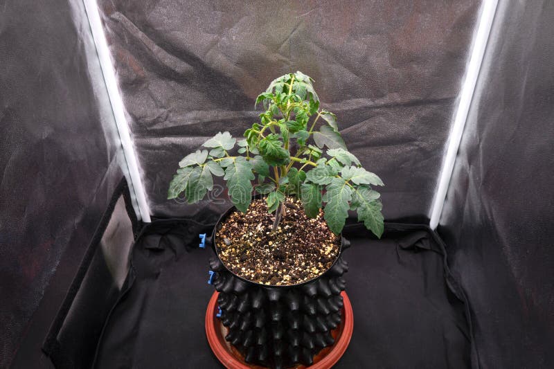 A Young Tomato Bush in a Smart Pot Grows Stock Image Image of harvest