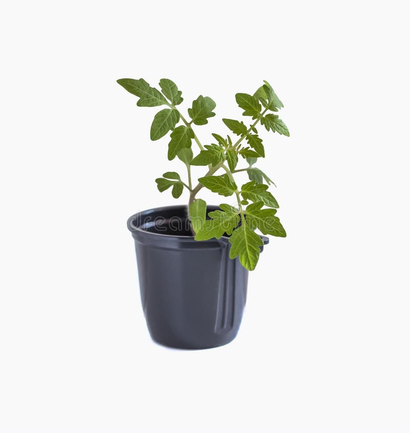 Young Tomato Plant in a Black Pot, Isolated on a White Background Stock Image Image of