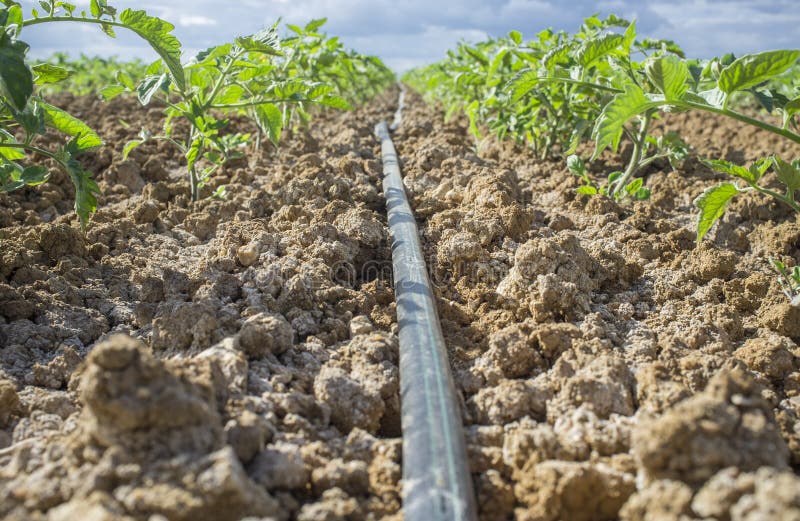 Young Tomato Plants Drip Irrigation System. Ground Level View Stock