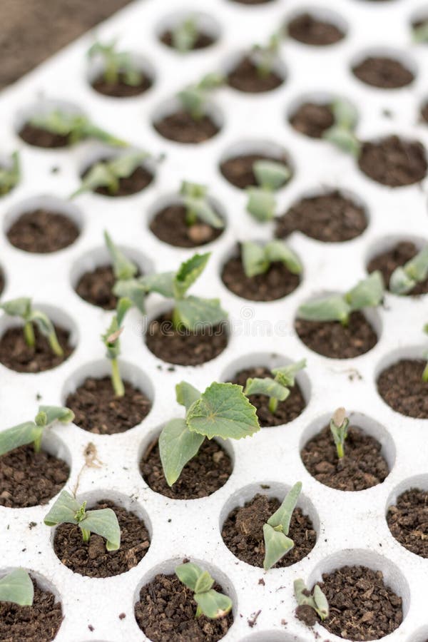 Nursery Styrofoam To the Emerged Plants Stock Image Image of outdoor
