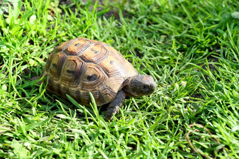 Young tortoise on lawn stock photos