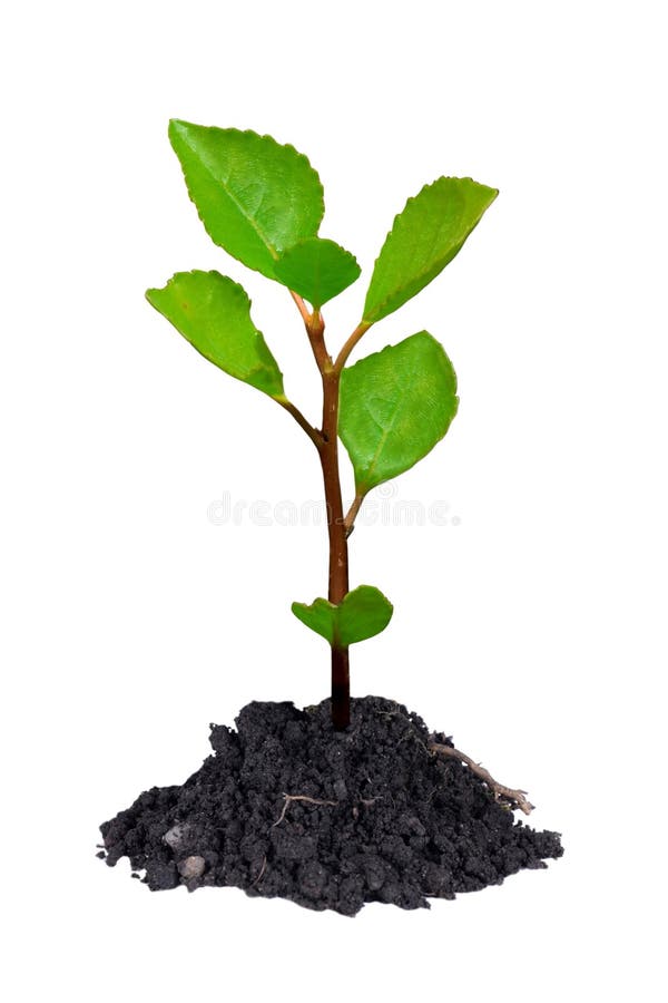 Young tree stock image. Image of glob, dirt, flora, cultivate - 4810369