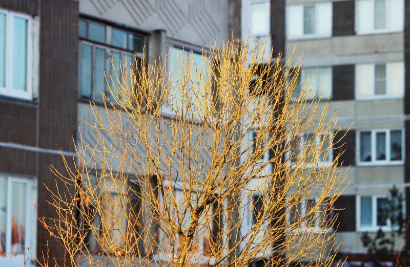 young tree glows in the light of the setting sun on a winter city houses. royalty free stock photos young tree glows in the light of the setting sun on a winter city houses. royalty free stock photos