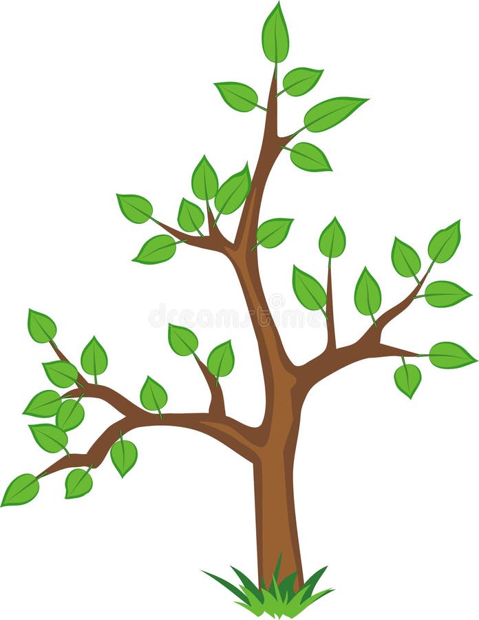 A Young Tree with Green Leaves on a White Backgrou Stock Vector