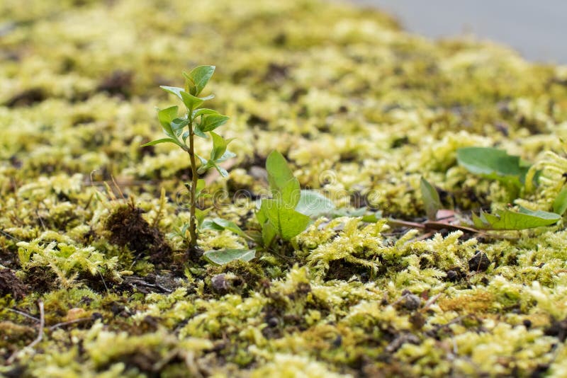 Moss Blanket