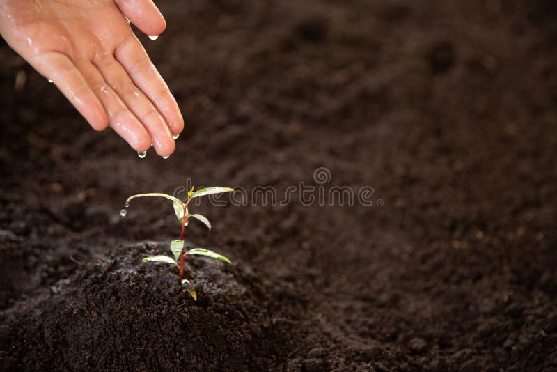 Young Tree Tree Planting Tree Care Watering a Tree Stock Image Image