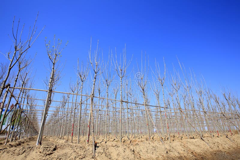 Young trees stock photo. Image of nature, ecological 171623706