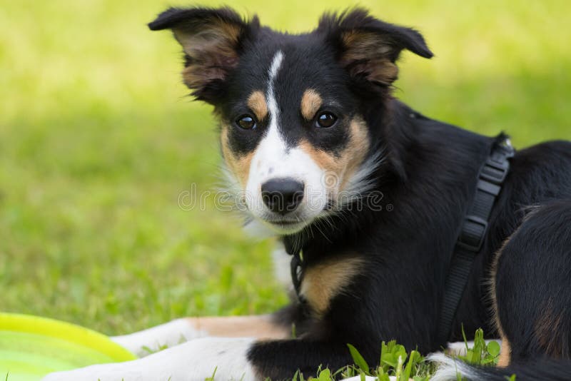 Young Tricolor Border Collie Dog Stock Image - Image of breed, young:  133919691