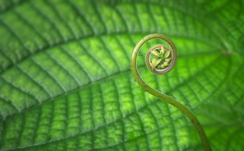 Young tropical spiral fern close-up