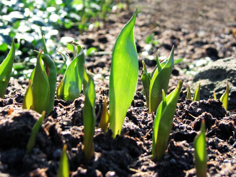 Young tulip plants growing stock image. Image of natural 3490703